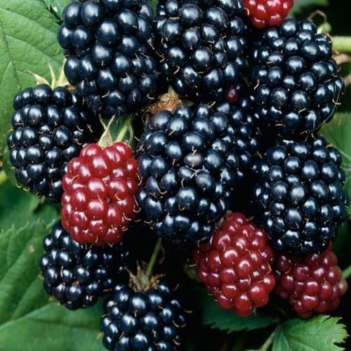 Ожина Торнфрі