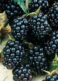 Ожина Честер.