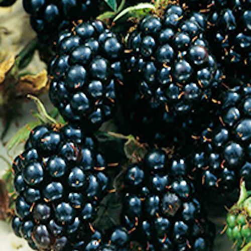 Ожина Честер.