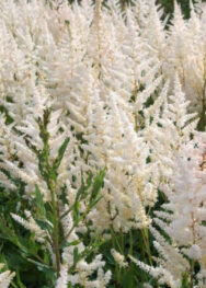 Астильба Diamant..