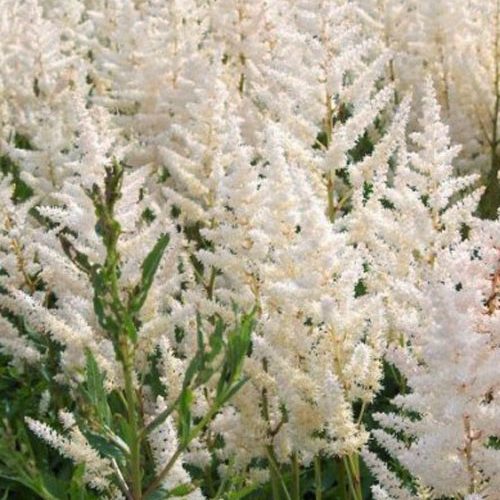 Астильба Diamant..