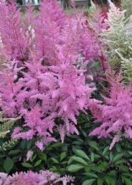 Астільба-Erika