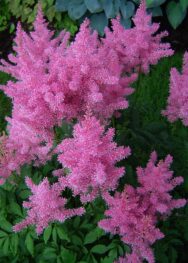 Астильба Gloria Purpurea