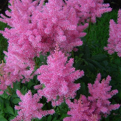 Астильба Gloria Purpurea