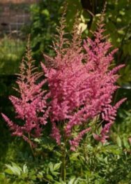 Астильба-Rubin