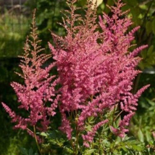 Астильба-Rubin