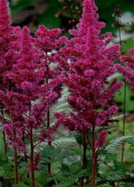 Астильба Visions in red.