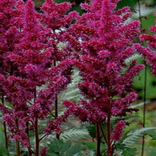 Астильба Visions in red.