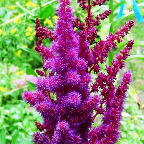 Астильба-Visions.