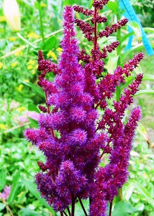 Астильба-Visions.