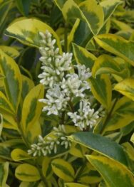 Бірючина Aureum