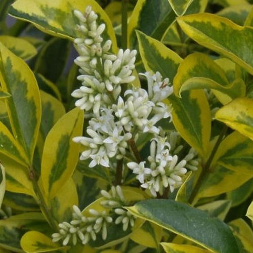 Бірючина Aureum