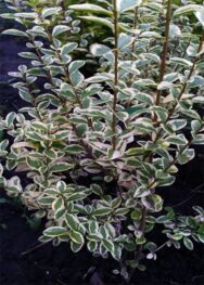 Бирючина овальнллистая Argenteum