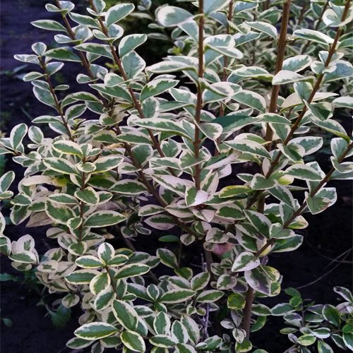 Бирючина овальнллистая Argenteum