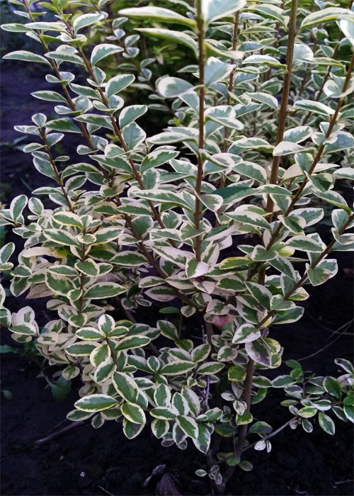 Бирючина овальнллистая Argenteum