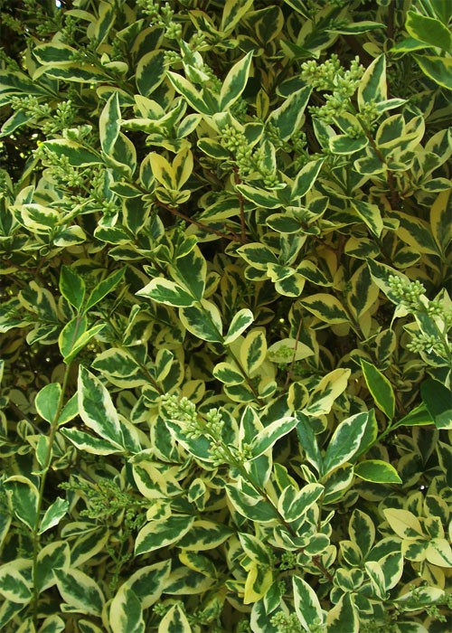 Бирючина овальнллистая Argenteum