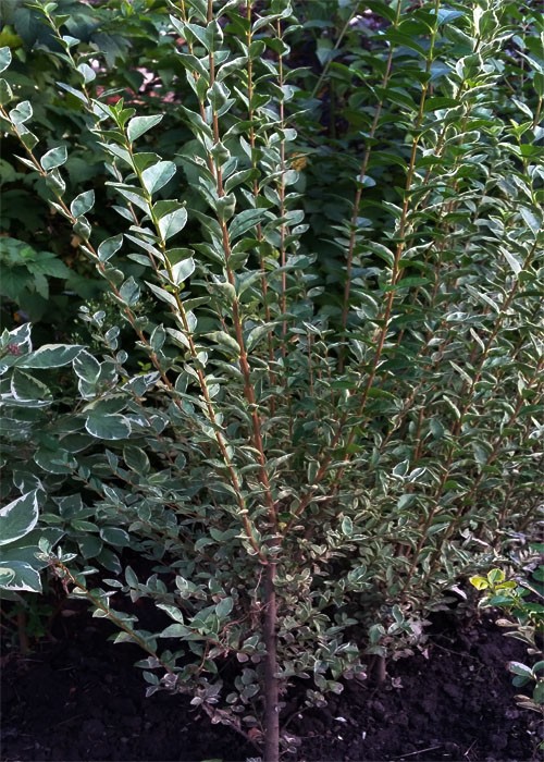 Бирючина овальнллистая Argenteum