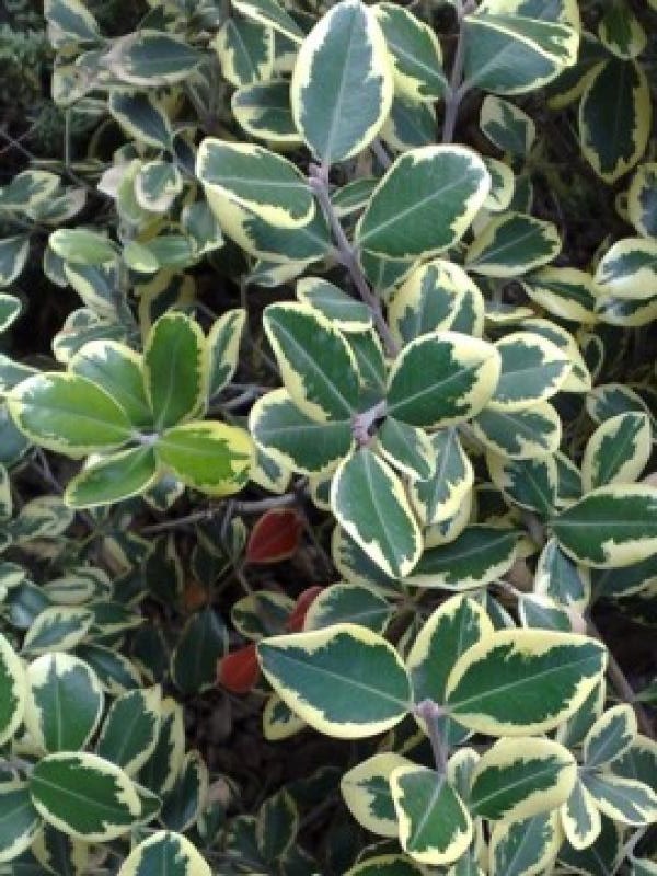 Бирючина овальнллистая Argenteum