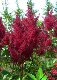 Астильба Montgomery