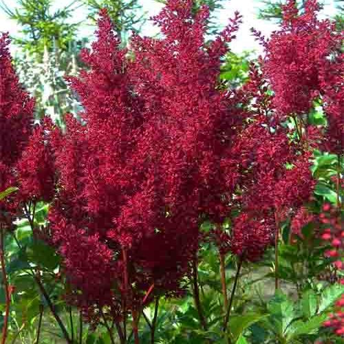 Астильба Montgomery