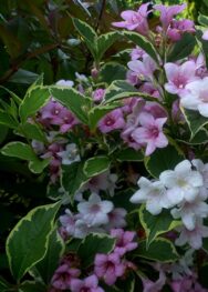 Вейгела нана варієгата