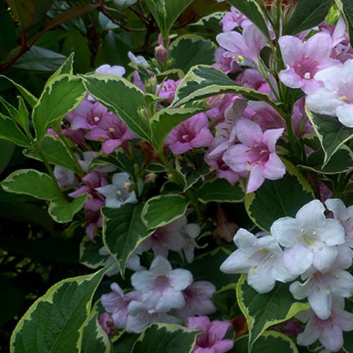 Вейгела нана варієгата