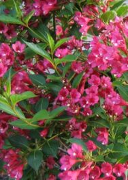 Вейгела Bristol Rubi.