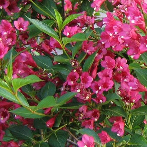 Вейгела Bristol Rubi.