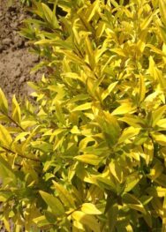 бірючина Золотиста