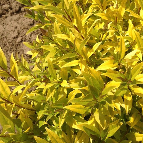 бірючина Золотиста