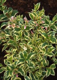 Вейгела Variegata.