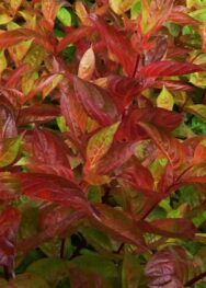 Вейгела Wings of Fire.