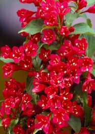 Вейгела гібридна Red Prince