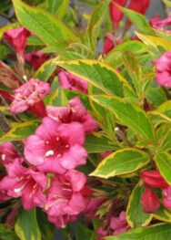 Вейгела Brigela