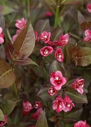 Вейгела Танго