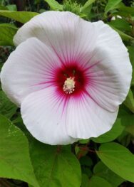 Промені світанку