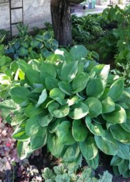 Хоста Sieboldiana