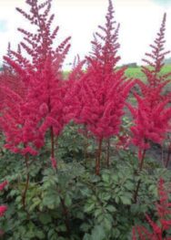 Астильба Mighty red Queen (Майті Ред Квін)