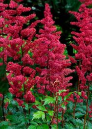 Астильба Арендса Burgundy Red
