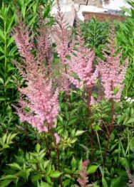 Астильба Арендса Venus