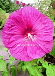 Гібіскус Журавлінна м'якоть