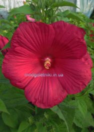 Гібіскус Червона Місяць