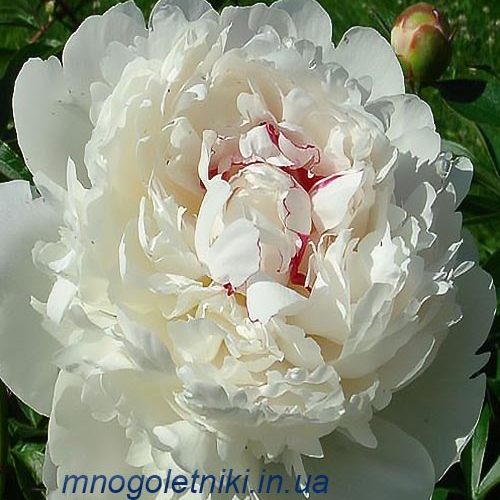 Півонія Festival Maxima