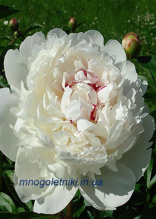 Півонія Festival Maxima