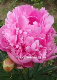 Півонія My Pal Rudy