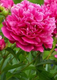 Півонія Pinc Roza...