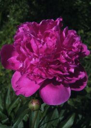 Півонія «Napoleon»