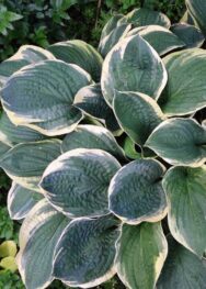 Хоста Christmas Tree