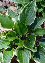 Хоста Shade Finale