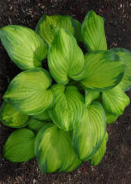 Хоста Stained Glas